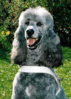 Zuchtpudel Ami d'Eveline