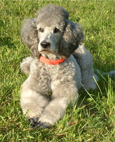 Zuchtpudel Ayla Lady Isleen