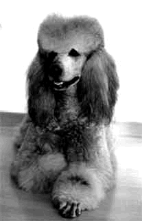 Zuchtpudel Carlo d'Eveline