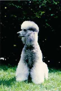 Zuchtpudel Eumel from the Dogs Paradise