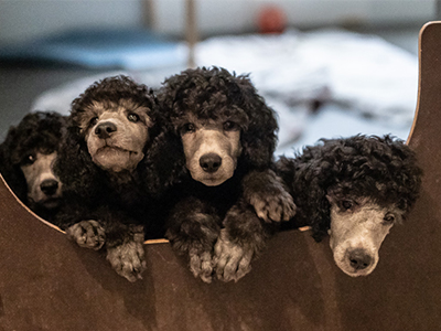 Grosspudel Zucht Schweiz